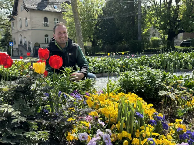 Stadtgärtner Josef Wanka hier bei einem Foto mit der Frühlingsauspflanzung.  | Foto: Lisa Gold