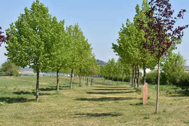 Bäume und Grüninseln sorgen für natürliche Abkühlung.