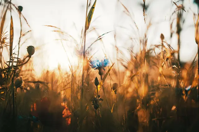 Der Samstag bringt zunächst Sonnenschein, ehe am Nachmittag Gewitter aufziehen.
 | Foto: Pexels (Symbolbild)