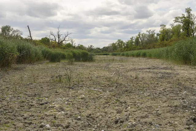 Bilder des WWF zeigen, dass aktuell der Schlamm in der Unteren Lobau vorherrscht. | Foto: WWF