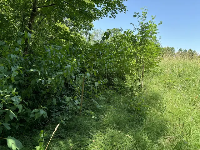  Wegen der derzeit hohen Waldbrandgefahr gilt auch in der Stadt Salzburg seit Donnerstag, 30. Juli 2026, wieder eine Waldbrandschutz-Verordnung.  | Foto: Lisa Gold