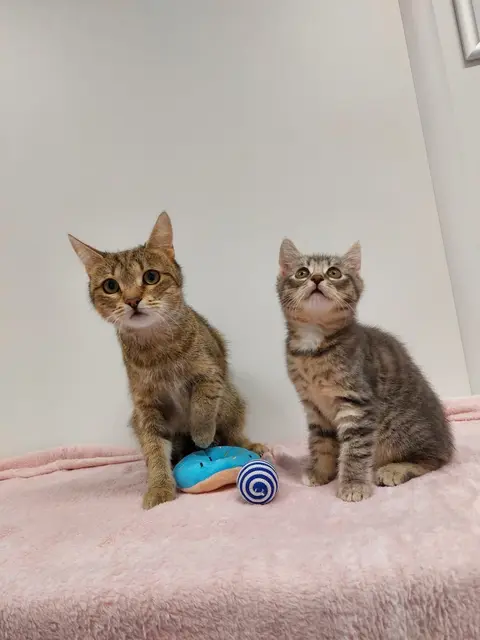 Aurora und Aurelio | Foto: Pfotenhilfe