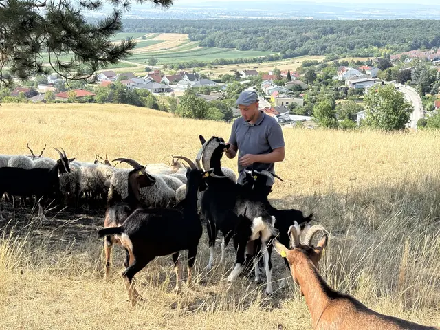 Die Familie Erharth setz auf alte Nutztierrassen und will so die Artenvielfalt erhalten. | Foto: Dorottya Fejes/MeinBezirk