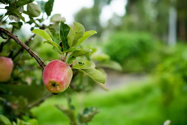 Auf den Steinhofgründen entdecken Kinder heimische Obstsorten und was die Obstwiese an Füchten zu bieten hat. Am Ende dürfen die Teilnehmerinnen und Teilnehmer ihren eigenen Apfelsaft pressen und verkosten. | Foto: natyesch/Panthermedia