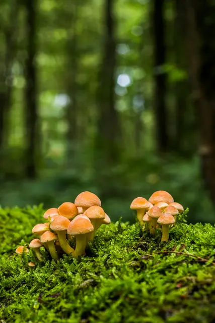 Pilze mögen Feuchtigkeit und Wärme. | Foto: Lucas van Oort/Unsplash
