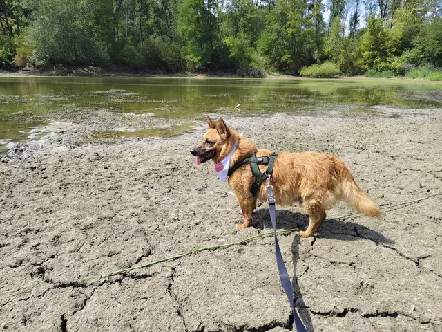 Wo Hund einst mit Bauch ins Wasser konnte, steht er nun im Trockenen. | Foto: Sadiki-Peckary