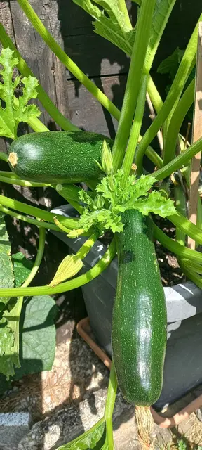 Gemüsegarten Hildegard Payreder. | Foto: Payreder