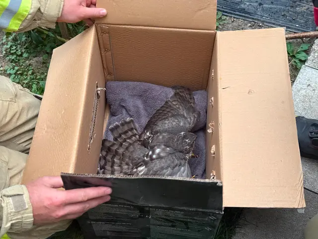 Der junge Greifvogel wurde nach seiner Rettung behutsam versorgt und konnte am nächsten Morgen wieder in die Freiheit fliegen. | Foto: ZOOM.TIROL