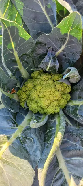 Gemüsegarten Hildegard Payreder. | Foto: Payreder