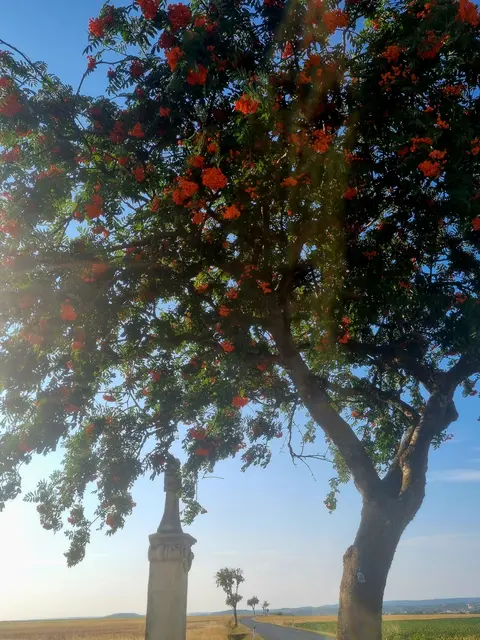 Vogelbeere (Sorbus aucuparia) | Foto: Manuela Jeindl 