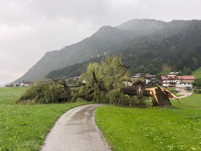 Eine Straßenlaterne wurde durch den umgeknickten Baum ebenfalls beschädigt. | Foto: Zoom Tirol