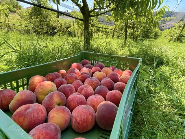 Beim Obstgarten Nikles in Kukmirn sind derzeit die Pfirsiche reif.  | Foto: Obstgarten Nikles