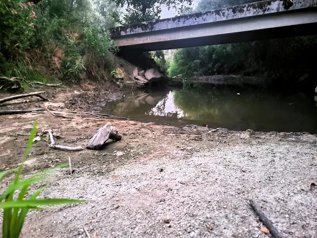 Faulendes Wasser, in dem tote Fische treiben unter der Brücke zur Ruine Spilberg.  | Foto: Eckhart Herbe