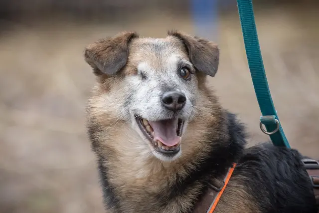 Der kleine Mischlings-Opi Lucky ist trotz seines fortgeschrittenen Alters noch ein Energiebündel. Dass er nur eingeschränkt sieht (sein rechtes Auge musste entfernt werden), stört ihn dabei nicht. | Foto: Tierschutz Austria