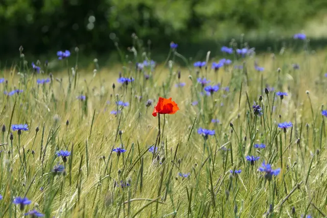 Gleichzeitig möchte das Projekt zeigen, wie sich trockenheitsverträgliche, regionale Pflanzenarten auch für naturnahe Gärten nutzen lassen. | Foto: pexels / Joerg Hartmann