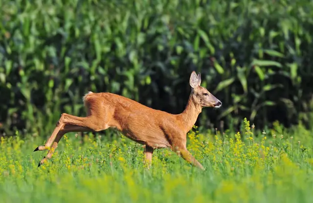 Ein plötzlich auf die Straße springendes Rehwild löste im Bezirk Hartberg-Fürstenfeld am Samstag eine Unfallserie aus.  | Foto: UrosPoteko/Smarterpix