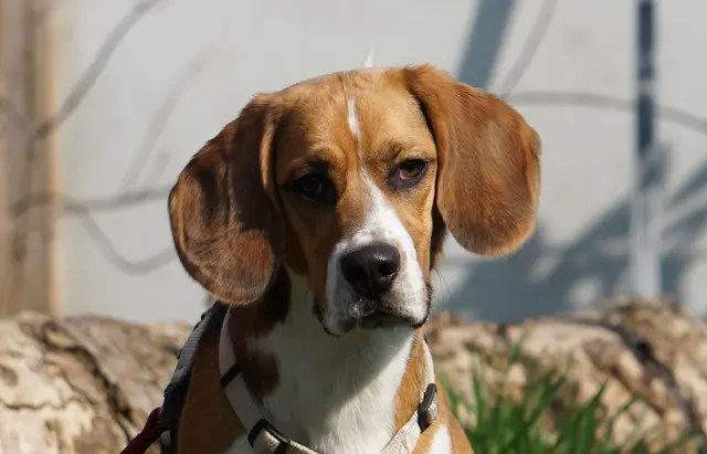 Der lebhafte, 2025 geborene Beagle-Rüde Lou ist bei fremden Menschen etwas misstrauisch und benötigt daher eine kurze Kennenlernphase, dann ist er lieb und kann auch zu Kindern ab Teenager-Alter vergeben werden.  | Foto: TSA