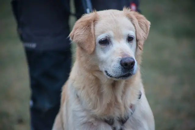 Die liebe, 2017 geborene Golden Retriever-Hündin Bella ist menschenfreundlich und kann auch zu Kindern ab Teenager-Alter vergeben werden. | Foto: TSA