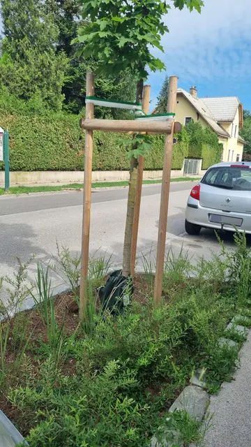 Drei dieser Baumscheiben wurden in der Fröscherstraße in Pressbaum erweitert. So versickert mehr Regenwasser in den Boden – zur Freude des Ahorns. | Foto: Ingrid Burtscher
