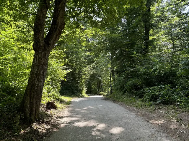 Bäume - hier der Stadtwald am Mönchsberg - sorgen für etwas Abkühlung | Foto: Lisa Gold