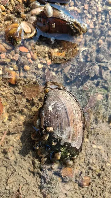 Auch zahlreiche Muscheln und Wasserschnecken werden Opfer der Dürre | Foto: Werner Krieger