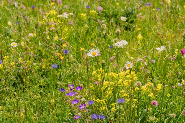 Mit regionalen Wildblumen, Kräutern und Stauden entstehen in Apetlon neue Lebensräume für Wildbienen, Schmetterlinge und zahlreiche weitere Insekten. | Foto: pexels / Susanne Jutzeler, suju-foto