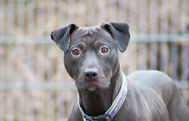 Die 2021 geborene American Staffordshire Terrier-Hündin Lavana ist nach einer Kennenlernphase menschenfreundlich. | Foto: TSA