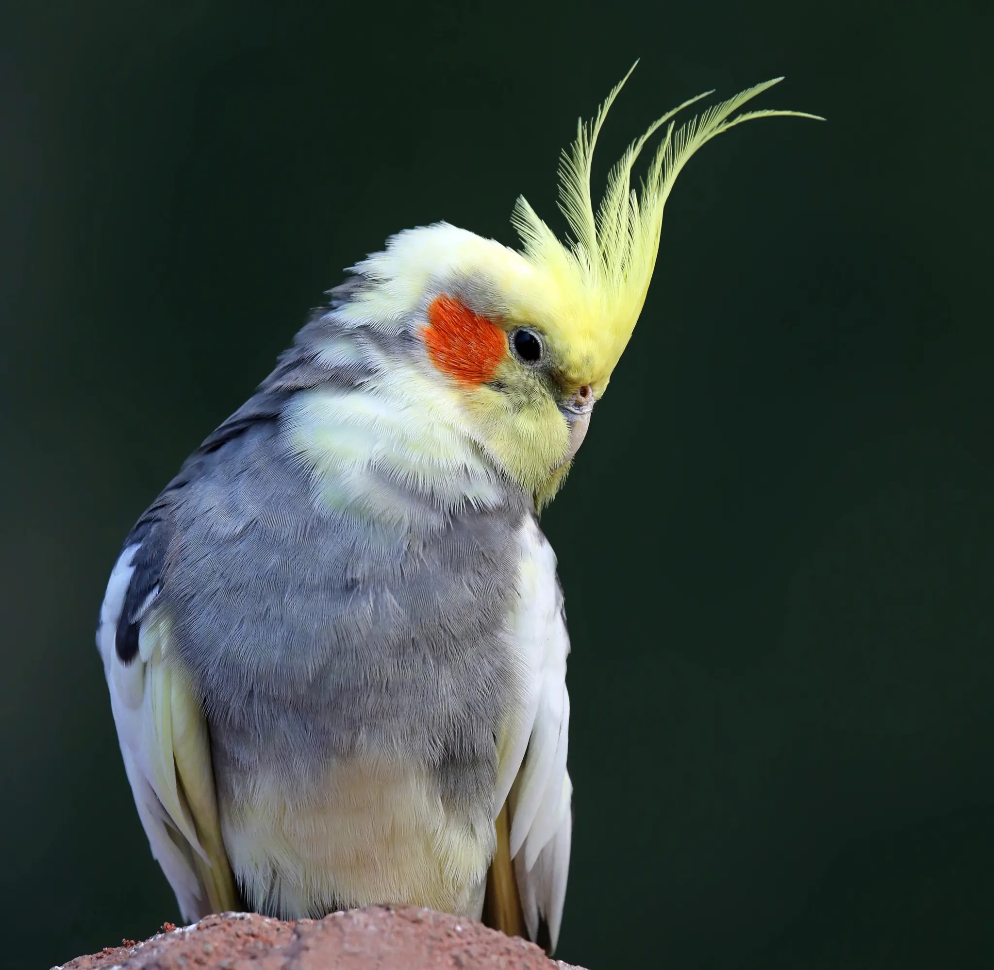 Bird on power pole: Who is missing this cockatiel in Leonding on a hot ...