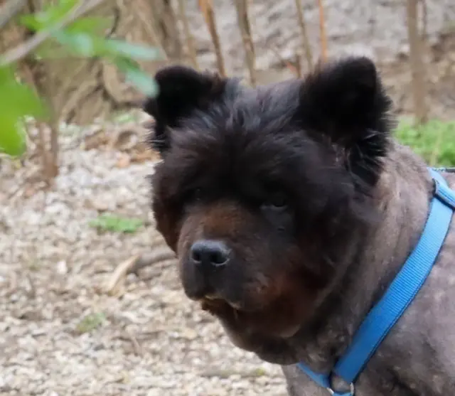 Der eigenständige, 2017 geborene Chow-Chow-Rüde Bambo ist nach einer Kennenlernphase menschenfreundlich, kommt dann auch zum Kuscheln. | Foto: TSA