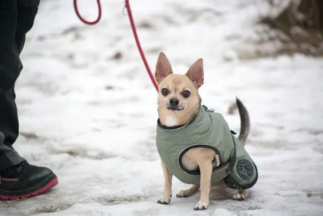 Der liebe, 2018 geborene Chihuahua-Rüde Nacho ist anfangs unsicher, benötigt daher eine Kennenlernphase (v.a. bei Männern) und entpuppt sich dann als lieber Zeitgenosse.  | Foto: TSA