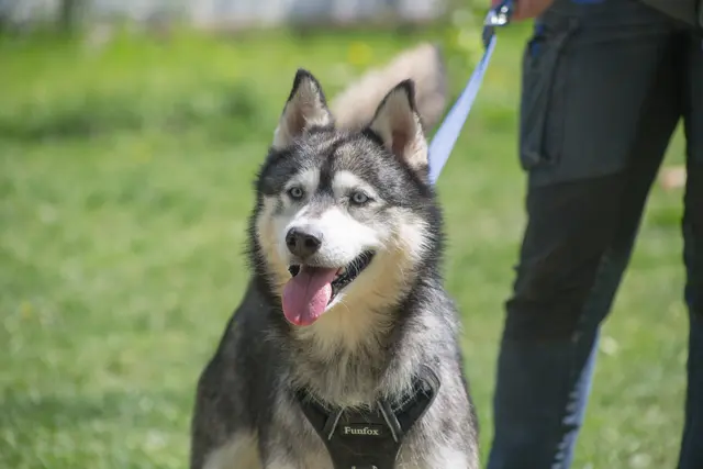 Der liebe, 2023 geborene Siberian Husky-Rüde Beni ist menschenfreundlich und kann auch zu Kindern ab Schulalter vergeben werden. | Foto: TSA