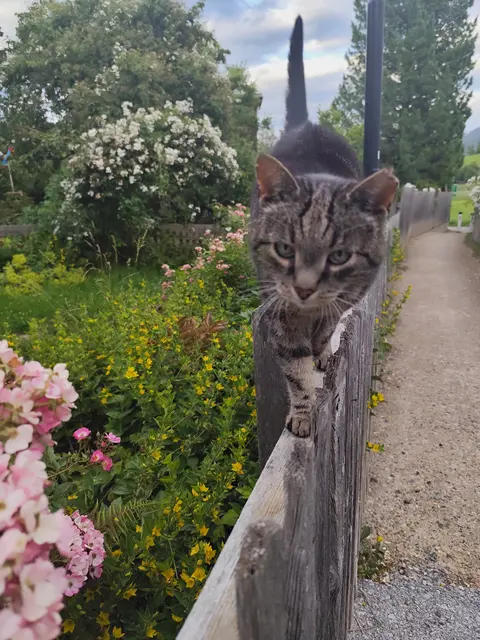 Diese süße Katze bekam natürlich ganz viele Streicheleinheiten von mir.