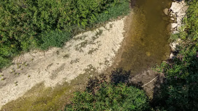 Dramatische Auswirkungen der Trockenheit: Niedrigwasser setzt Fischen in der Gusen zu. | Foto: fotokerschi.at/Werner Kerschbaummayr