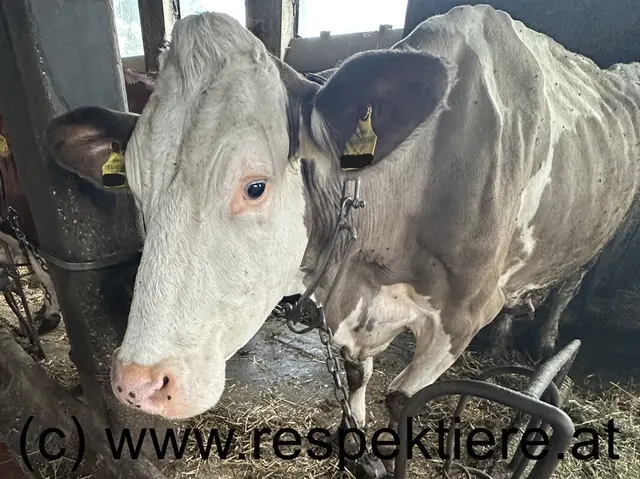Foto: RespekTiere