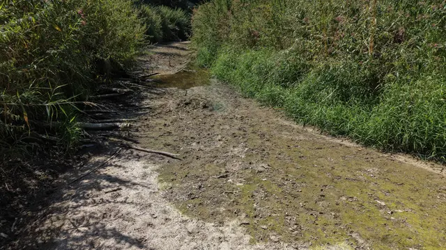 Dramatische Auswirkungen der Trockenheit: Niedrigwasser setzt Fischen in der Gusen zu. | Foto: fotokerschi.at/Werner Kerschbaummayr