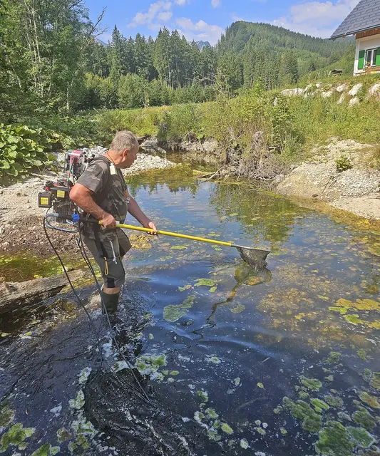Die anhaltende Trockenheit machte Notabfischung im Langbathbach notwendig.
 | Foto: Hörmandinger