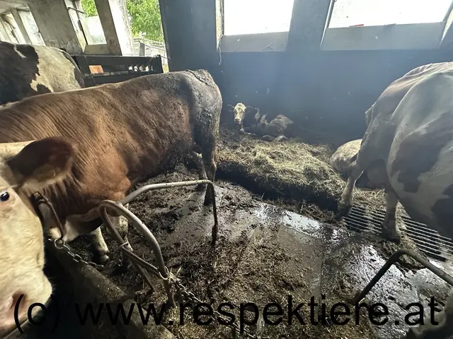 Foto: RespekTiere
