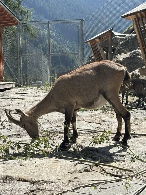 Mittags ist Fütterungszeit im Steinbockgehege. | Foto: Haid
