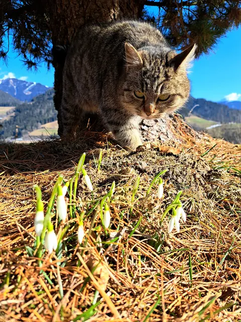 Frühling