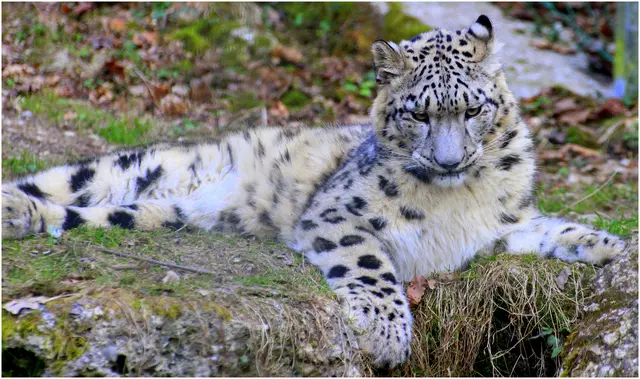 Schneeleopard im Zoo Hellbrunn