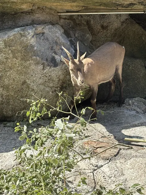Der Steinbock stand im Mittelpunkt der ORF-Sommerfrische und begeisterte Groß und Klein. | Foto: Haid