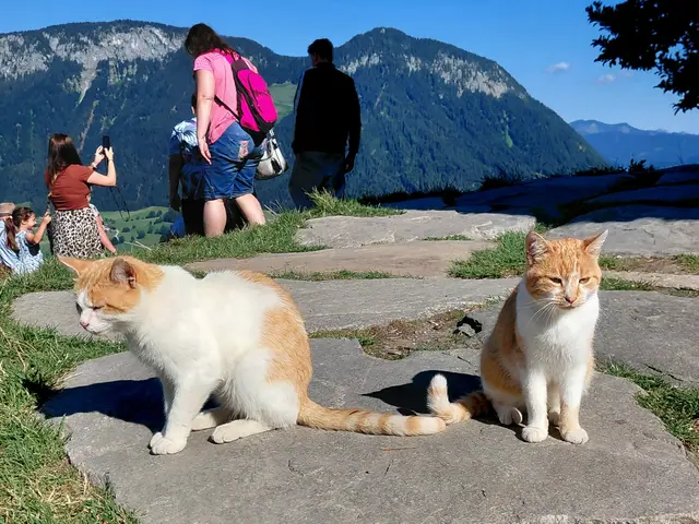HIER GEHT'S ZUM BEITRAG | Foto: H.Bachinger