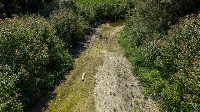 Dramatische Auswirkungen der Trockenheit: Niedrigwasser setzt Fischen in der Gusen zu. | Foto: fotokerschi.at/Werner Kerschbaummayr