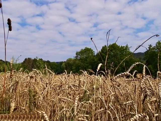 Lausitz ~ auch Kornkammer genannt | Foto: Bild: privat 