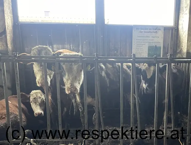 Foto: RespekTiere
