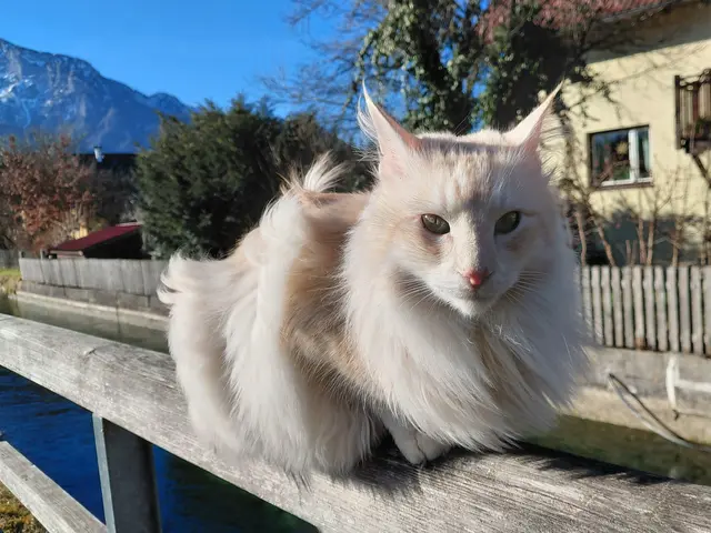 BEGLEITE MICH AUF MEINEM SPAZIERGANG | Foto: H.Bachinger
