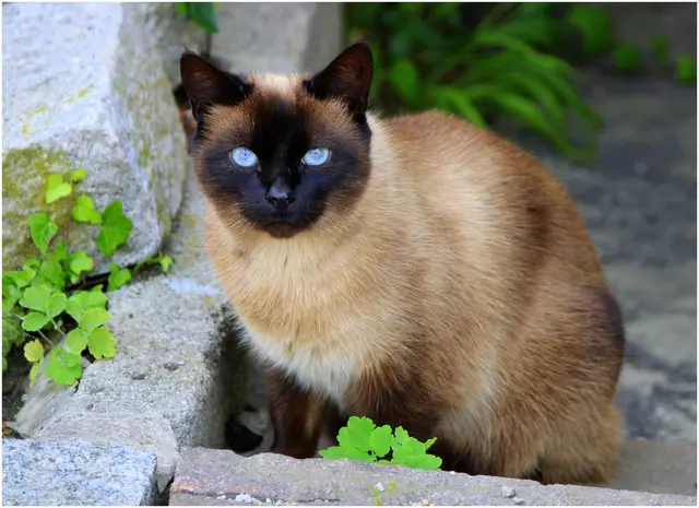 Siamkatze in Wals 