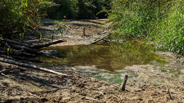 Dramatische Auswirkungen der Trockenheit: Niedrigwasser setzt Fischen in der Gusen zu. | Foto: fotokerschi.at/Werner Kerschbaummayr