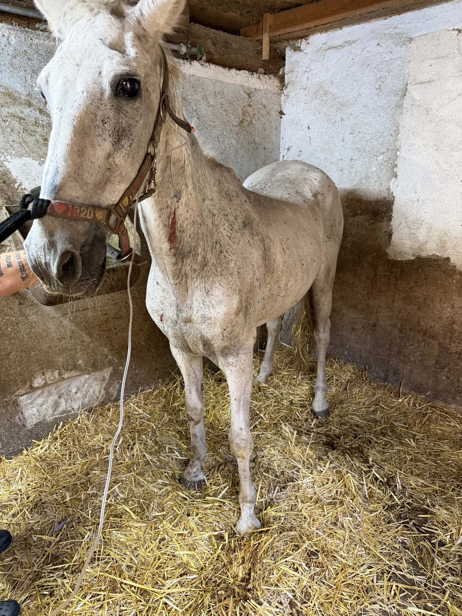 Difficult rescue in the stable: Horse rescued by animal welfare ...