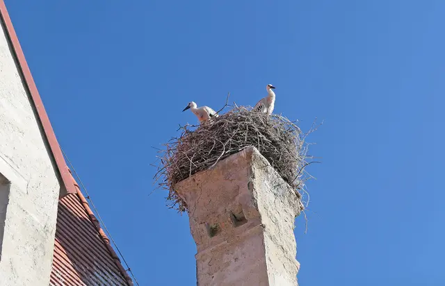 Zwei Jungstörche am Orther Horst. | Foto: Sertl